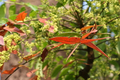 Ailanthus triphysa